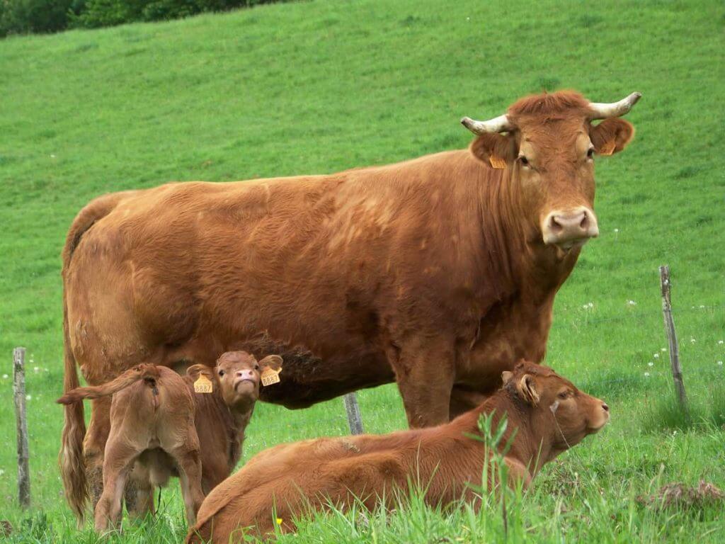 une vache limousine et son veau